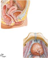 Urinary Bladder: Orientation and Supports