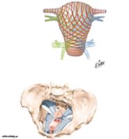 Uterus: Fascial Ligaments