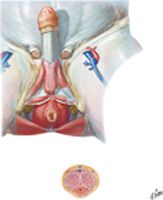 Male Perineum and External Genitalia (Deeper Dissection)