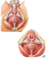 External Anal Sphincter Muscle: Perineal Views