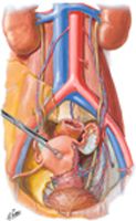 Arteries and Veins of Pelvic Organs: Female