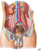 Arteries and Veins of Testis