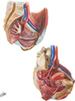 Arteries of Pelvis: Female