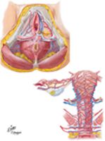 Arteries and Veins of Perineum and Uterus
