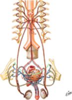 Innervation of Male Reproductive Organs: Schema