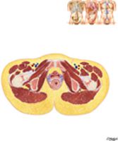 Female Pelvis: Cross Section of Vagina-Urethra