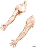 Upper Limb:  Surface Anatomy