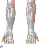 Cutaneous Nerves and Superficial Veins of Forearm
