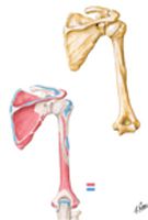Humerus and Scapula: Posterior View