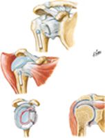 Shoulder (Glenohumeral Joint)