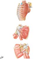 Scapulothoracic and Scapulohumeral Dissection