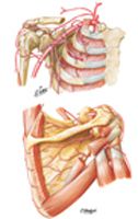 Axillary Artery and Anastomoses around Scapula