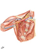 Axilla (Dissection): Anterior View