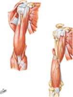 Muscles of Arm: Anterior Views