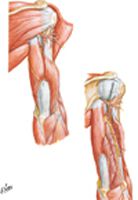 Muscles of Arm: Posterior Views