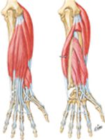 Individual Muscles of Forearm: Extensors of Wrist and Digits