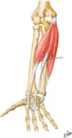 Individual Muscles of Forearm: Flexors of Wrist