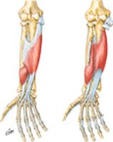 Individual Muscles of Forearm: Flexors of Digits