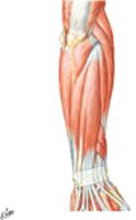 Muscles of Forearm (Superficial Layer): Posterior View