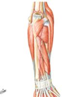 Muscles of Forearm (Deep Layer): Posterior View