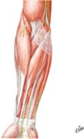 Muscles of Forearm (Superficial Layer): Anterior View
