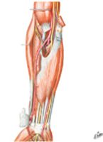 Muscles of Forearm (Intermediate Layer): Anterior View