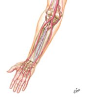 Arteries of Forearm
