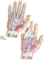 Wrist and Hand: Deeper Palmar Dissections