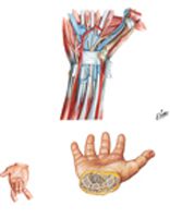 Flexor Tendons, Arteries, and Nerves at Wrist