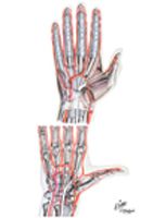 Arteries and Nerves of Hand: Palmar Views
