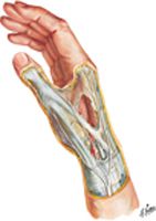 Wrist and Hand: Superficial Radial Dissection