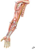 Arteries and Nerves of Upper Limb