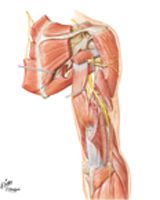 Radial Nerve in Arm and Nerves of Posterior Shoulder