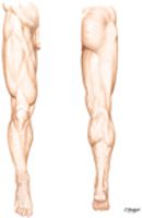 Lower Limb:  Surface Anatomy