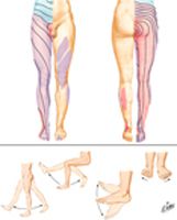 Dermatomes of Lower Limb