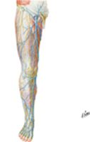 Superficial Nerves and Veins of Lower Limb: Anterior View