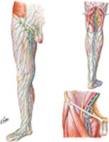 Lymph Vessels and Nodes of Lower Limb