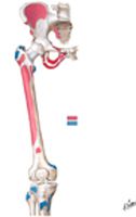 Bony Attachments of Muscles of Hip and Thigh: Anterior View