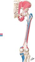 Bony Attachments of Muscles of Hip and Thigh: Posterior View