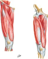 Muscles of Thigh: Anterior Views