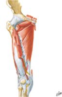 Muscles of Thigh: Anterior Views (continued)