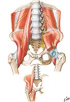 Psoas and Iliacus Muscles