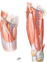 Arteries and Nerves of Thigh: Anterior Views