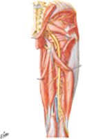 Arteries and Nerves of Thigh: Posterior View