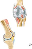 Knee: Posterior and Sagittal Views