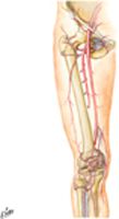 Arteries of Thigh and Knee: Schema
