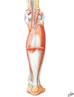 Muscles of Leg (Intermediate Dissection): Posterior View
