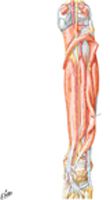 Muscles of Leg (Deep Dissection): Posterior View
