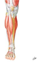 Muscles of Leg (Superficial Dissection): Anterior View