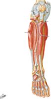 Muscles of Leg (Deep Dissection): Anterior View